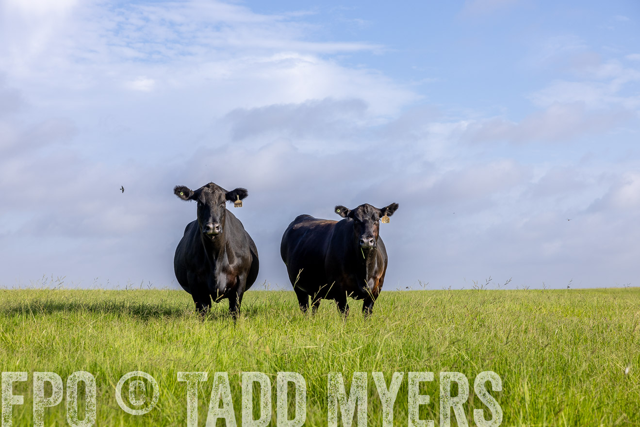 TMyers_44Farms_CameronTX_July2022--524893