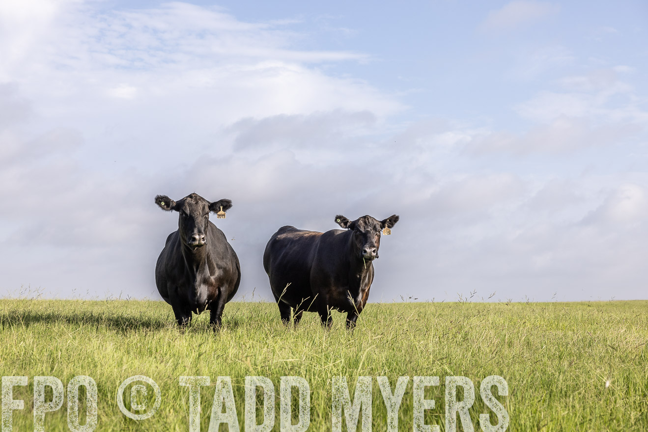 TMyers_44Farms_CameronTX_July2022--524899