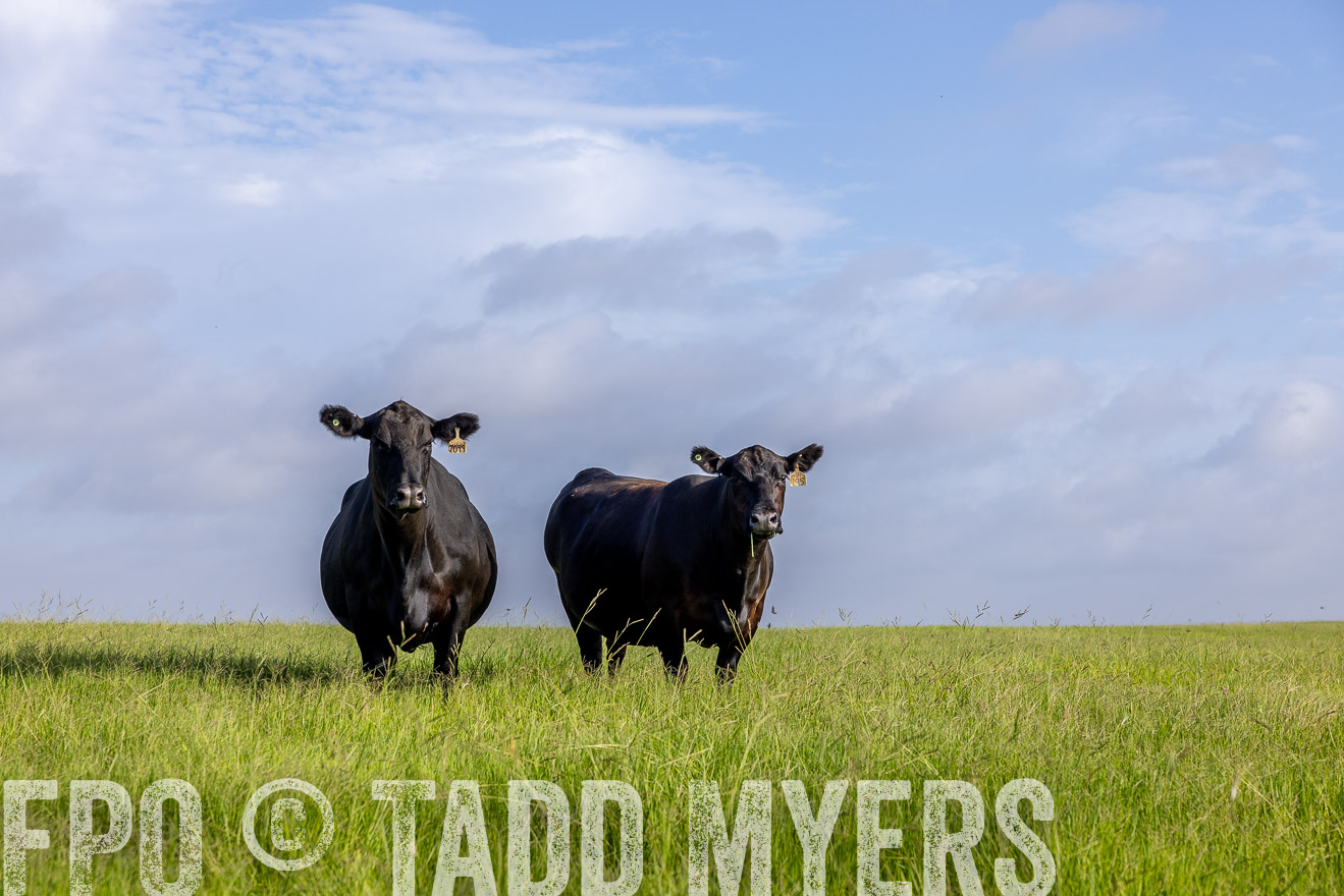 TMyers_44Farms_CameronTX_July2022--524900