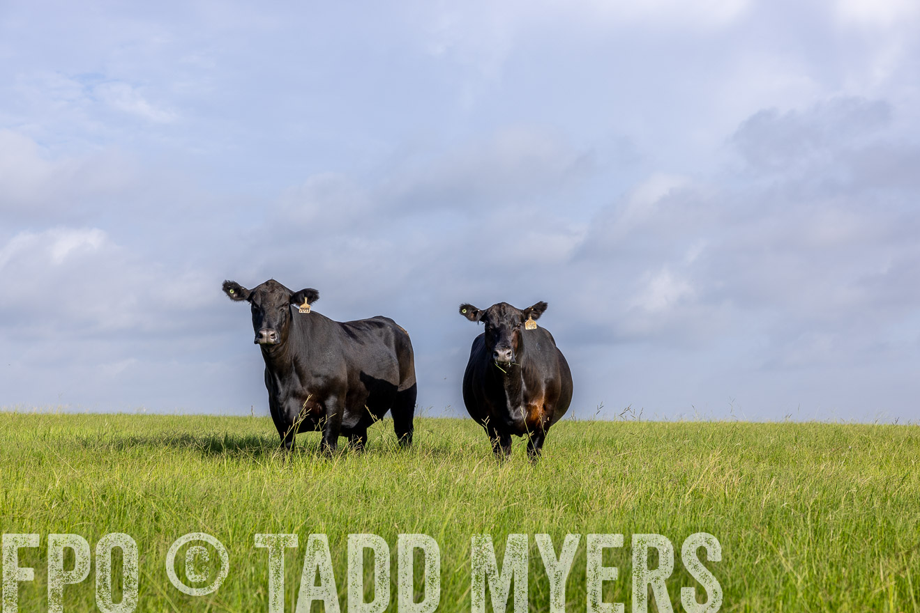 TMyers_44Farms_CameronTX_July2022--524907
