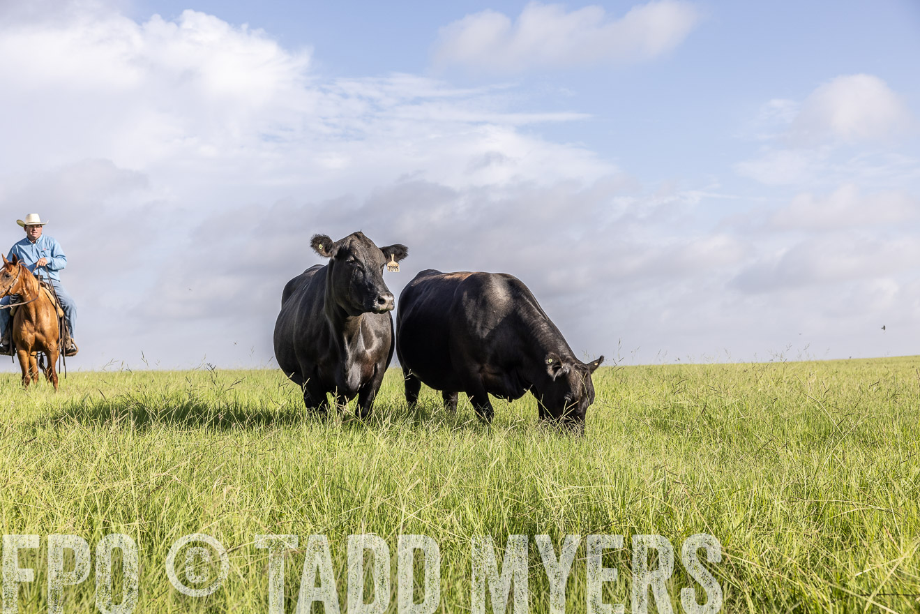 TMyers_44Farms_CameronTX_July2022--524919