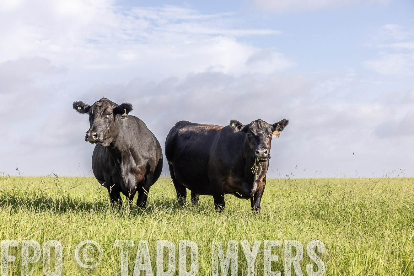 TMyers_44Farms_CameronTX_July2022--524930
