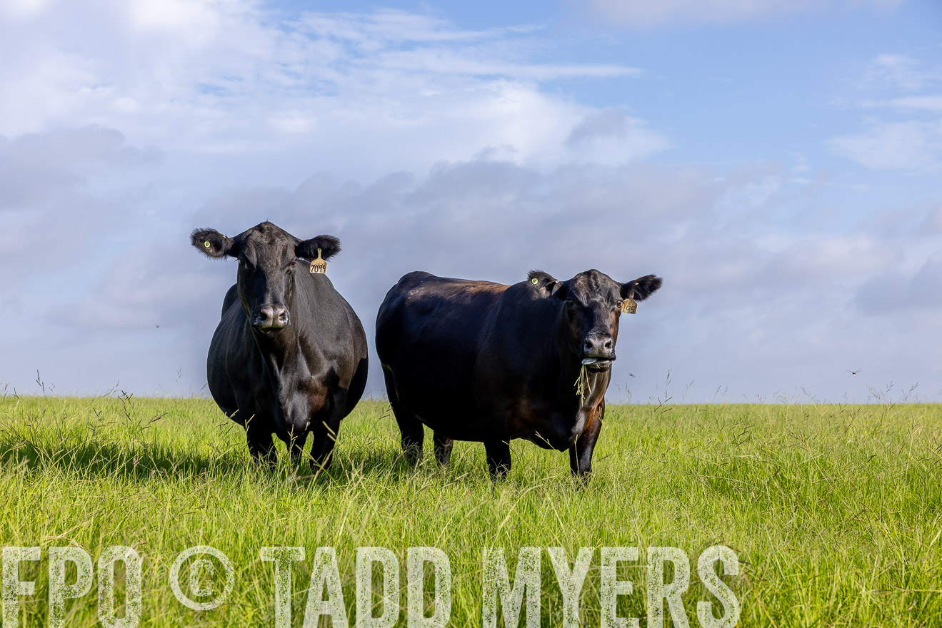 TMyers_44Farms_CameronTX_July2022--524934