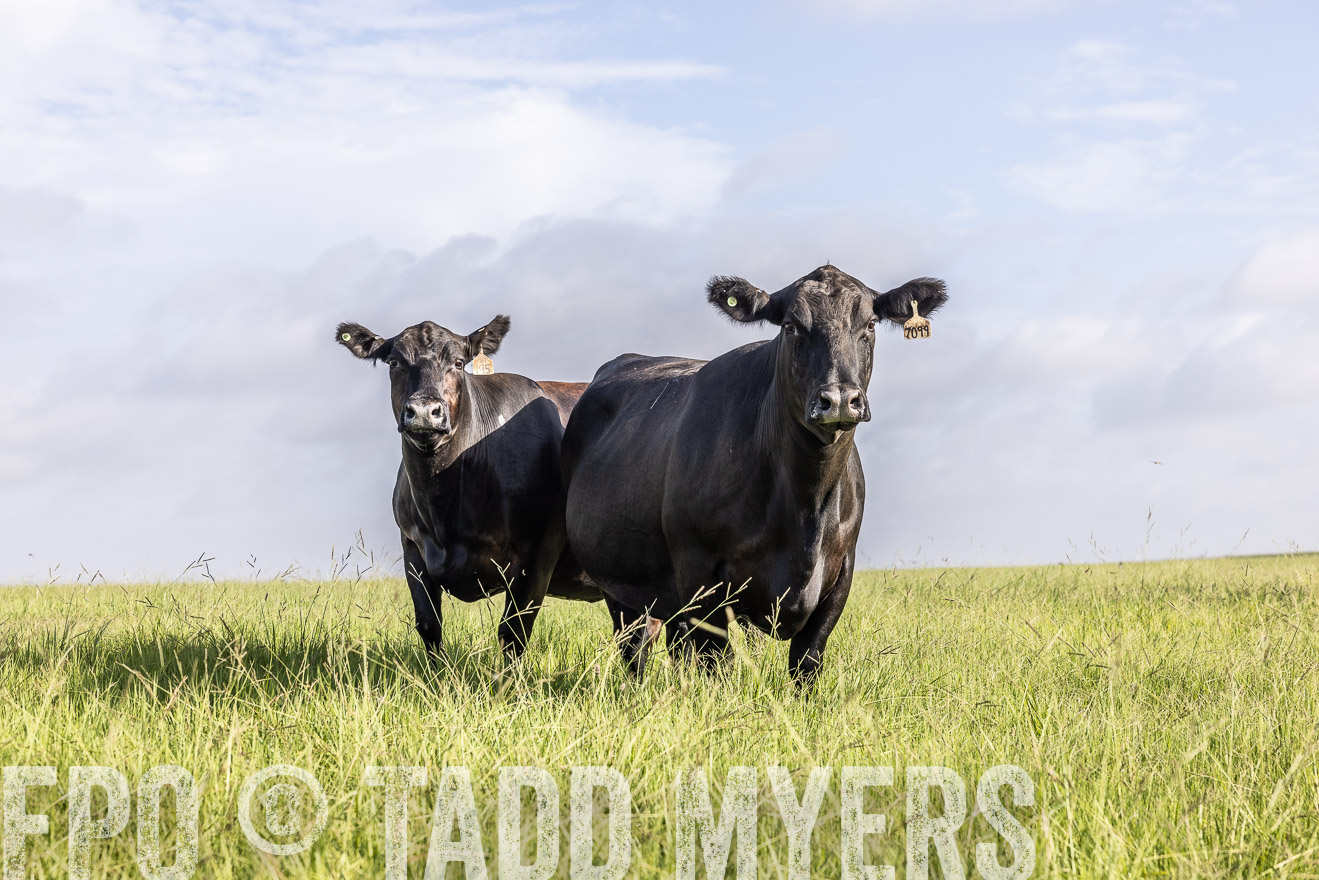 TMyers_44Farms_CameronTX_July2022--524941