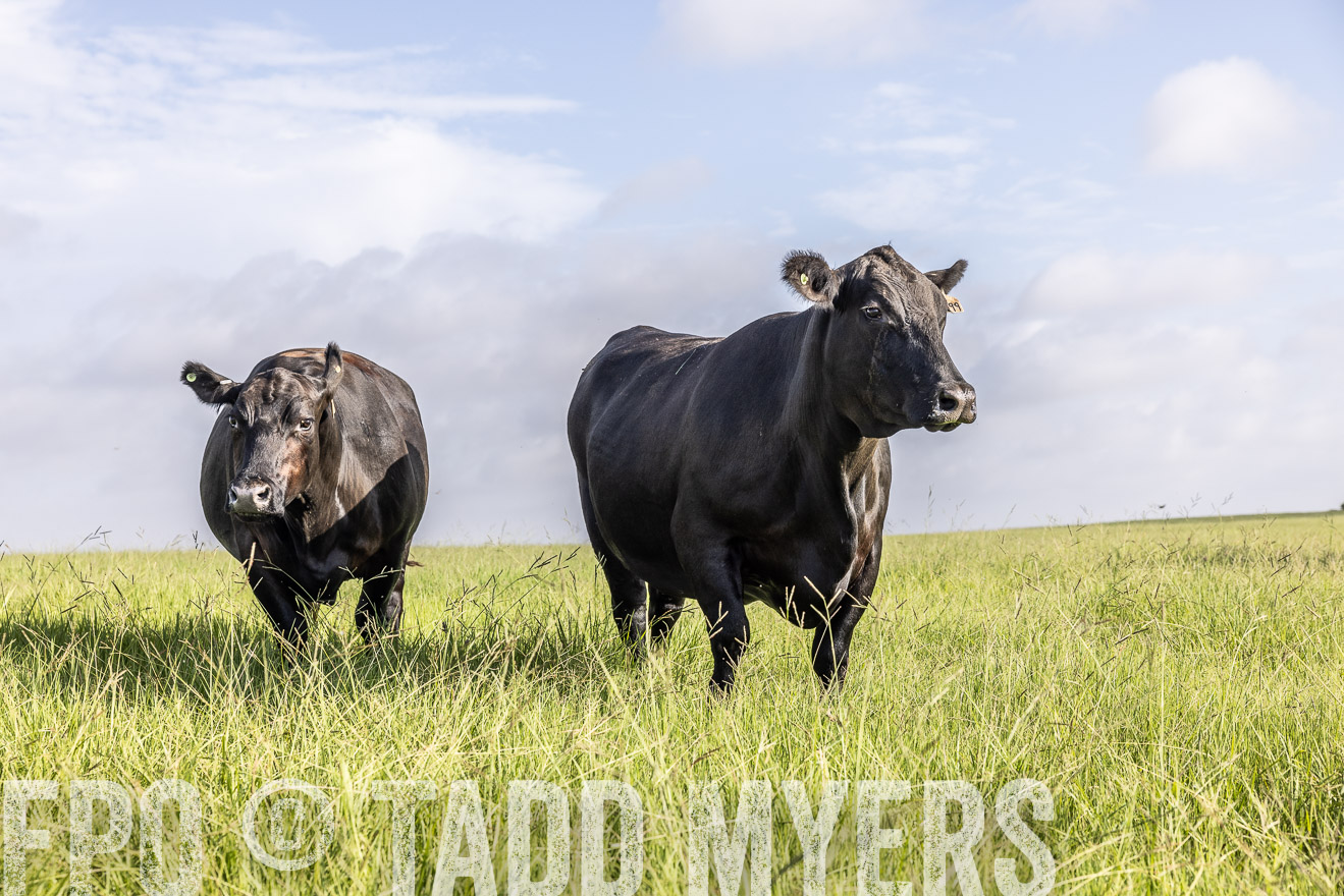 TMyers_44Farms_CameronTX_July2022--524944