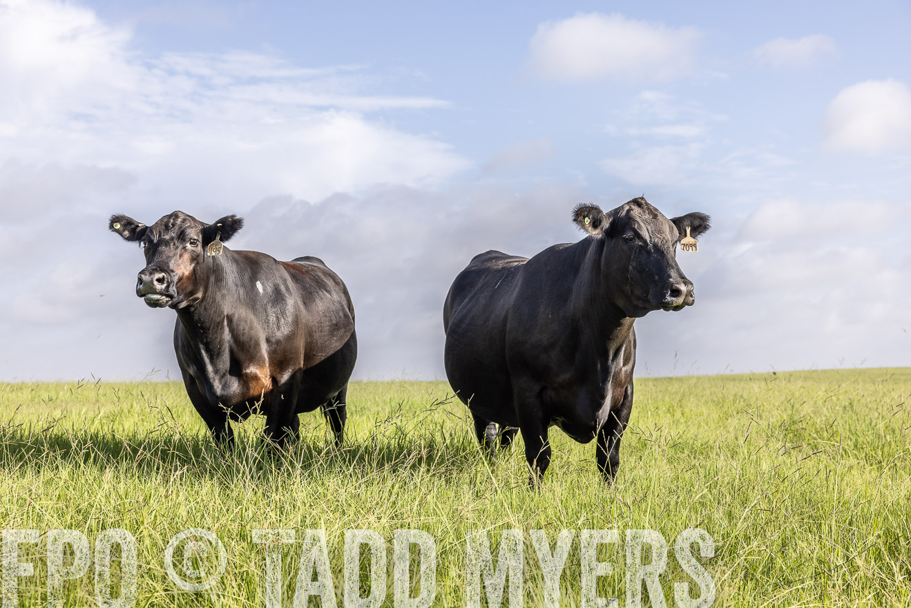 TMyers_44Farms_CameronTX_July2022--524948