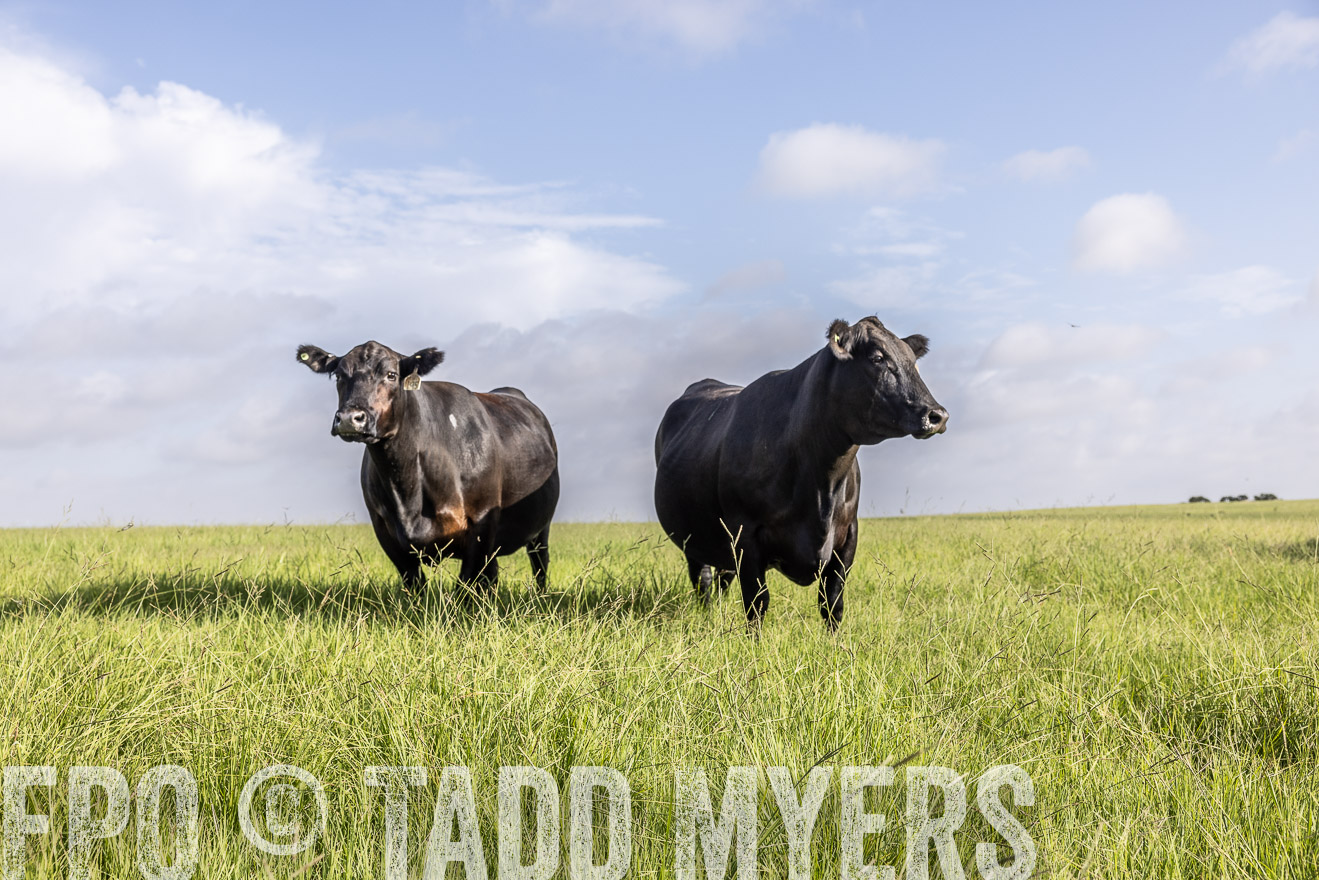 TMyers_44Farms_CameronTX_July2022--524951