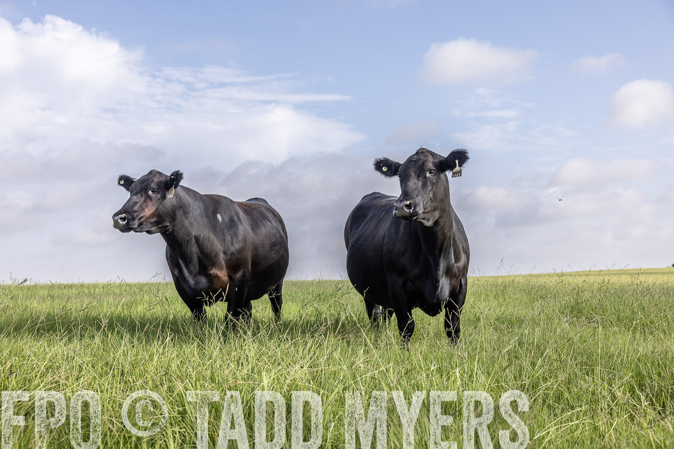 TMyers_44Farms_CameronTX_July2022--524960