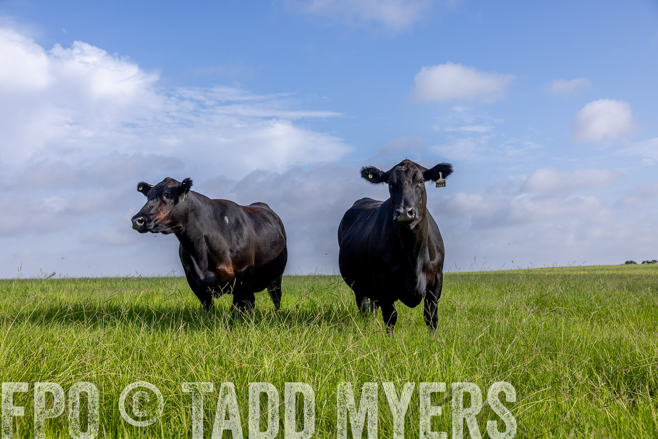 TMyers_44Farms_CameronTX_July2022--524965