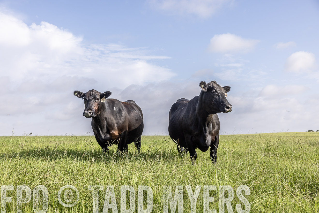 TMyers_44Farms_CameronTX_July2022--524967
