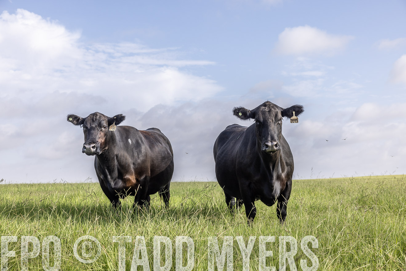 TMyers_44Farms_CameronTX_July2022--524970