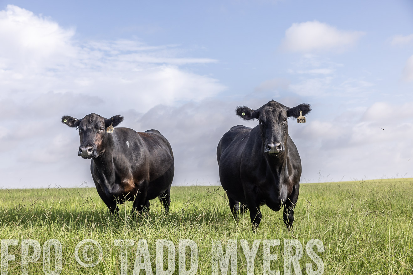 TMyers_44Farms_CameronTX_July2022--524972