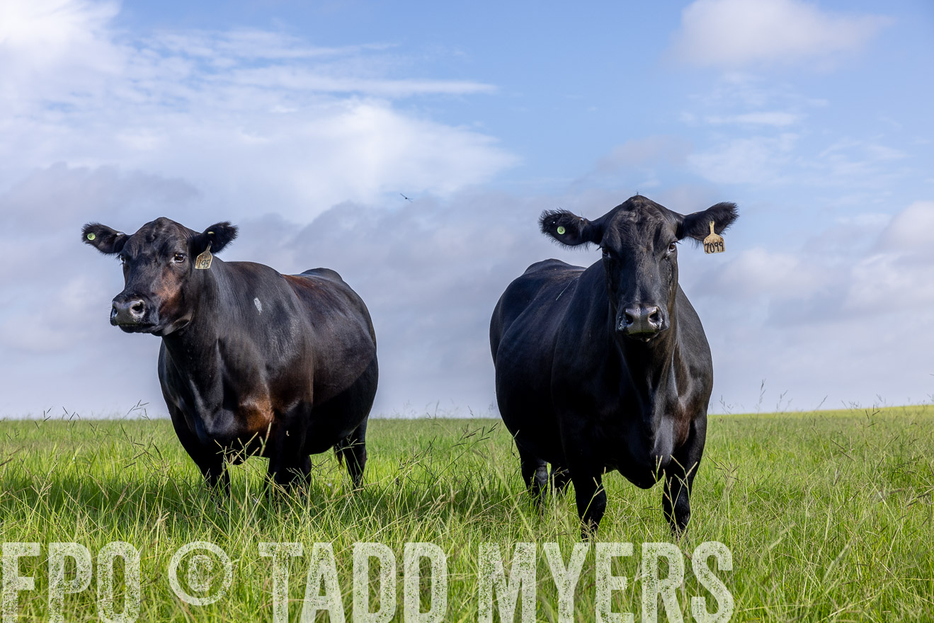 TMyers_44Farms_CameronTX_July2022--524974