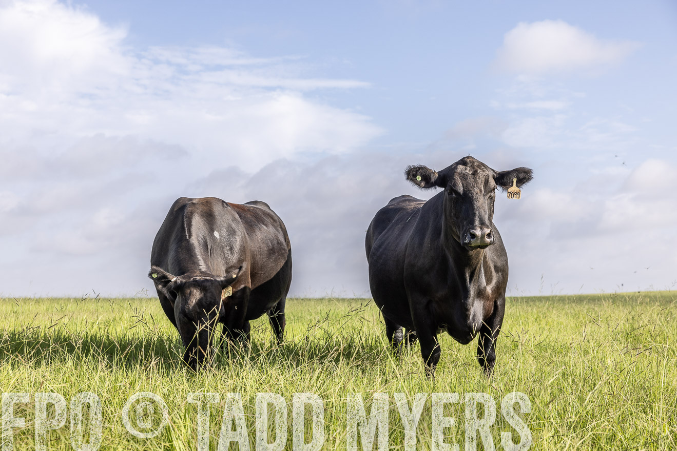 TMyers_44Farms_CameronTX_July2022--524982