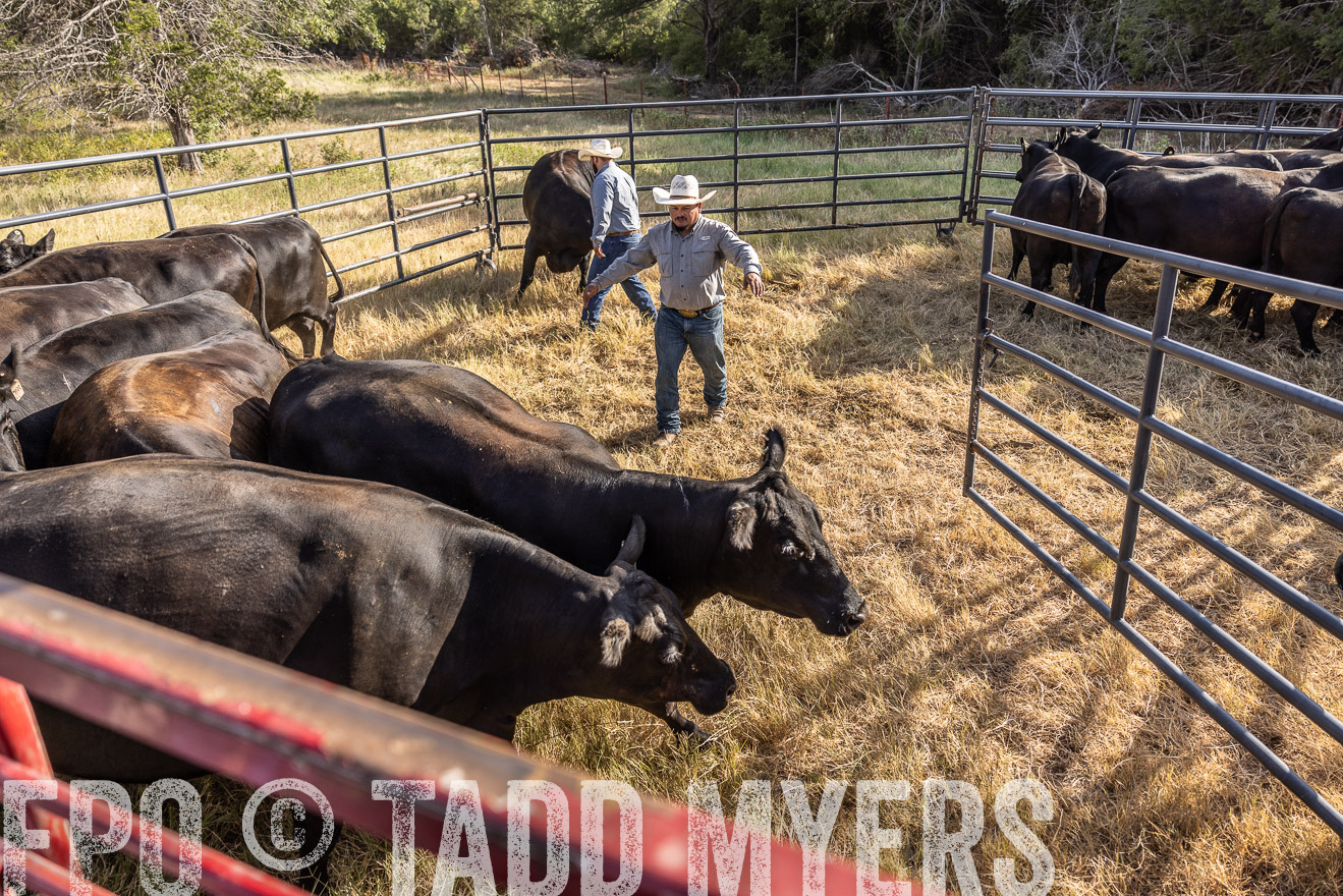 TMyers_44Farms_CameronTX_July2022--525074