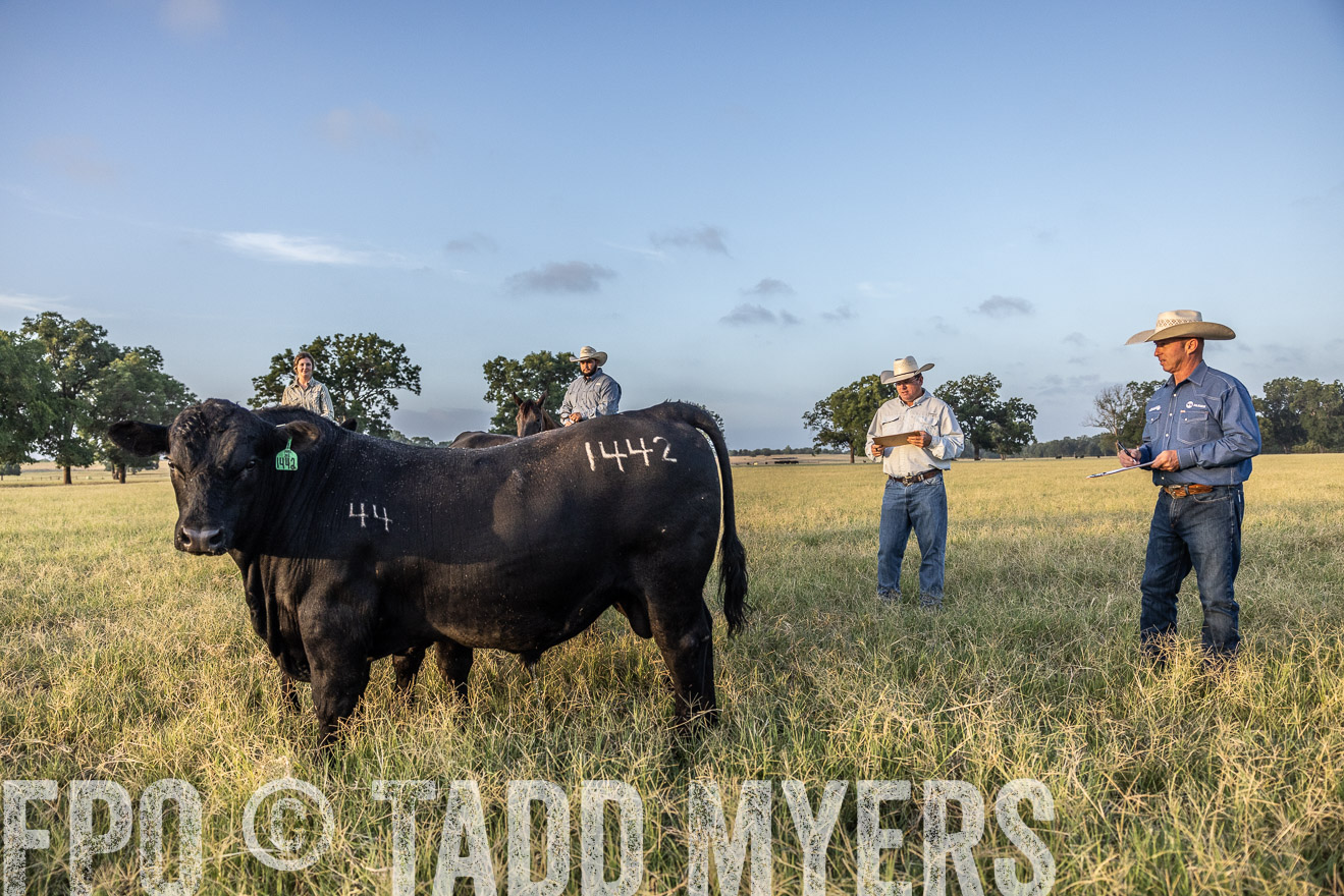 TMyers_44Farms_CameronTX_July2022--522345