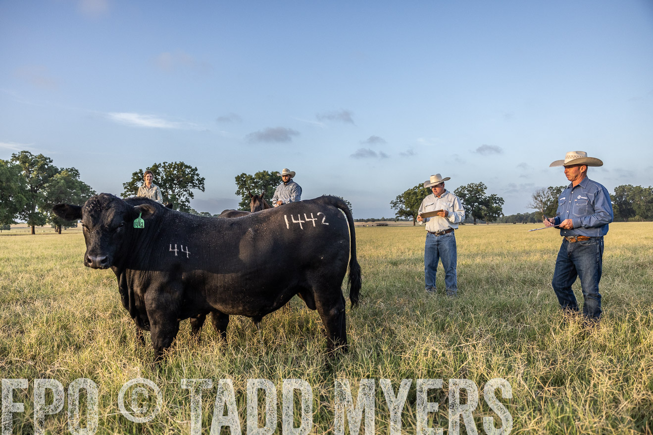 TMyers_44Farms_CameronTX_July2022--522346