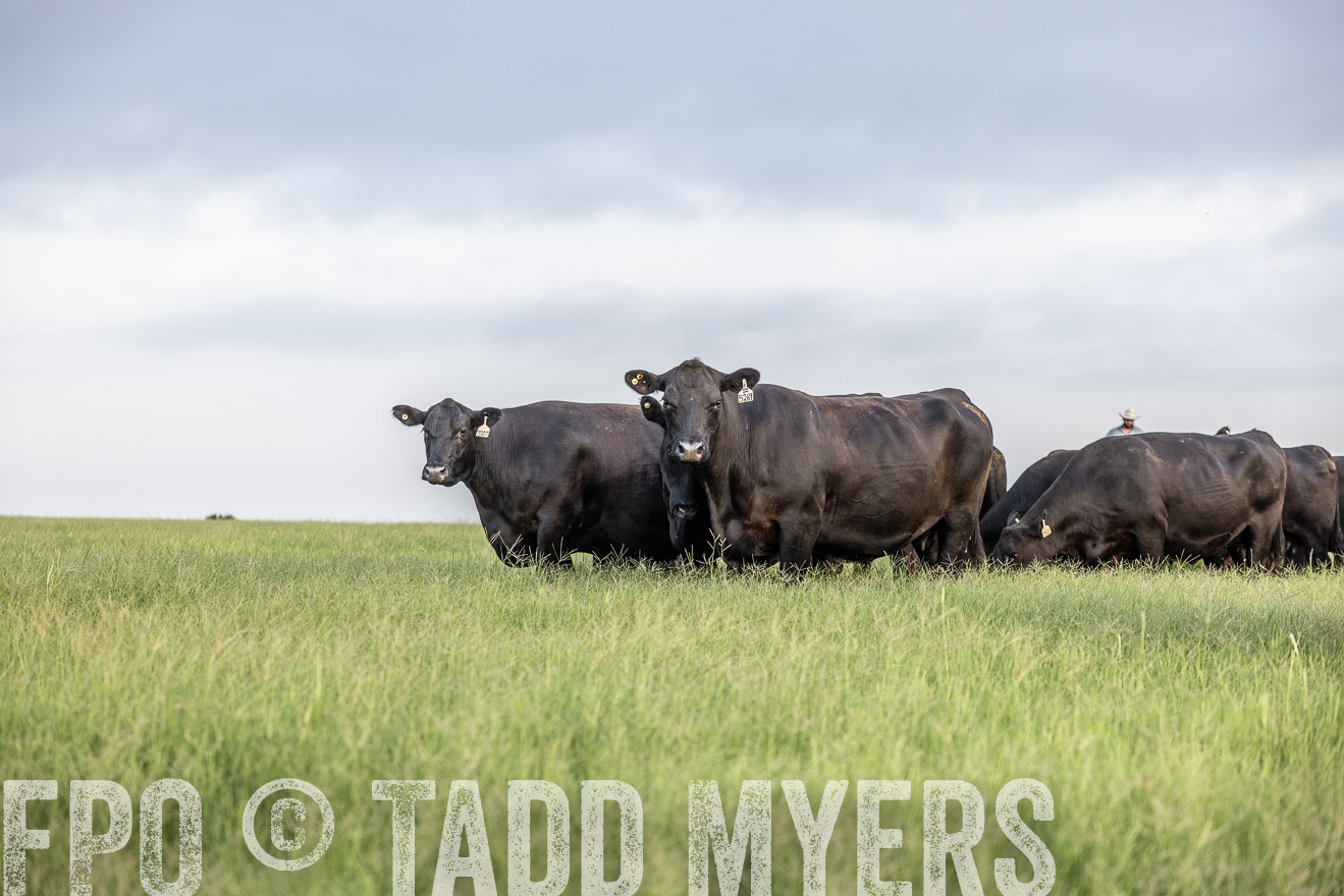TMyers_44Farms_CameronTX_July2022--523817