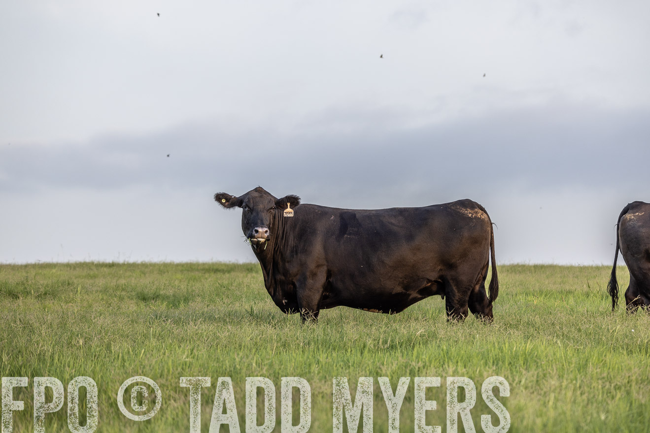 TMyers_44Farms_CameronTX_July2022--523839