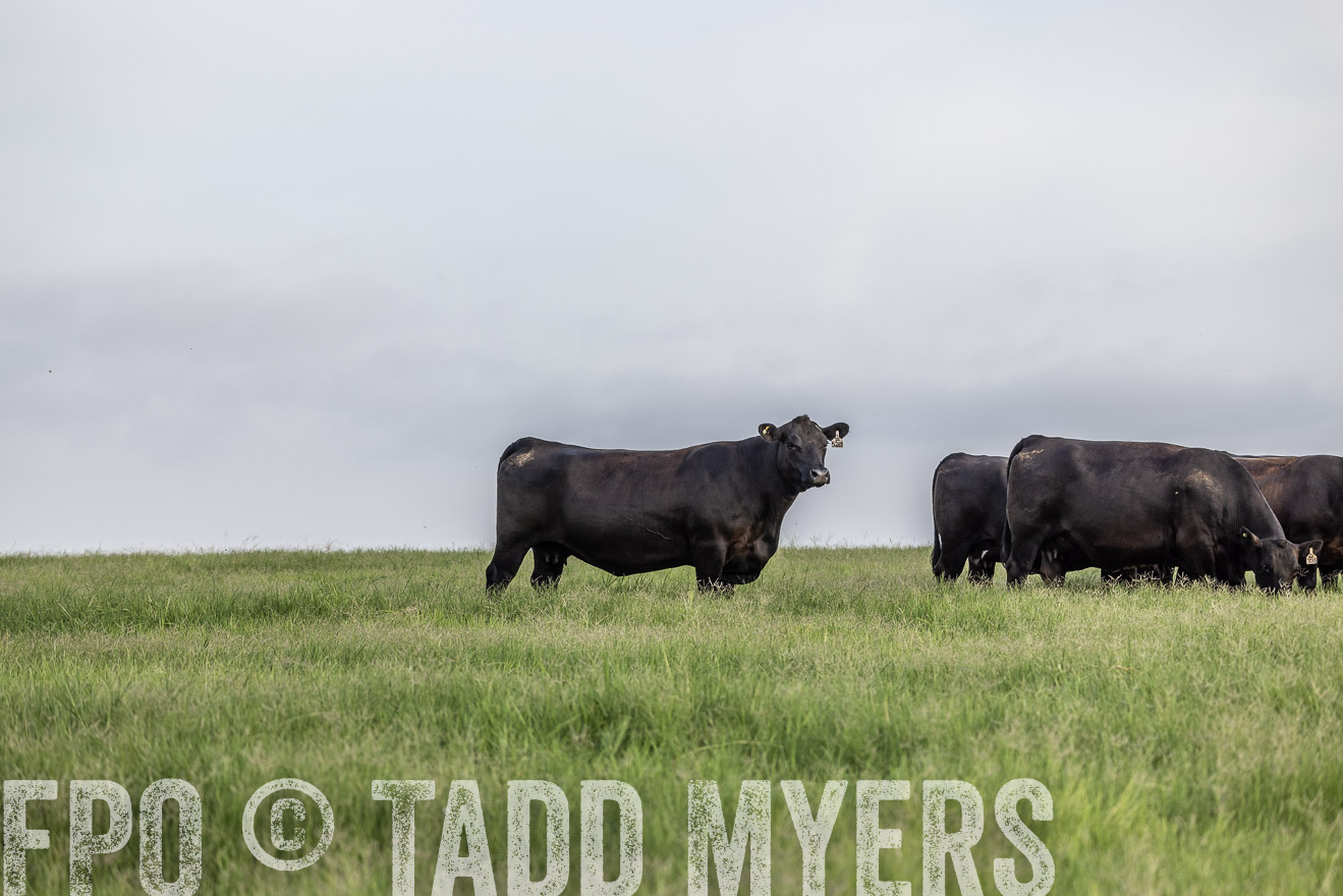 TMyers_44Farms_CameronTX_July2022--523885