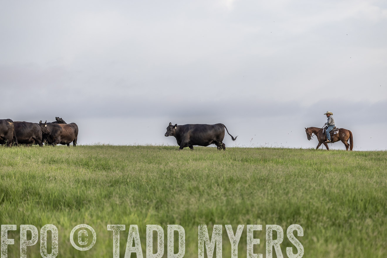 TMyers_44Farms_CameronTX_July2022--523888