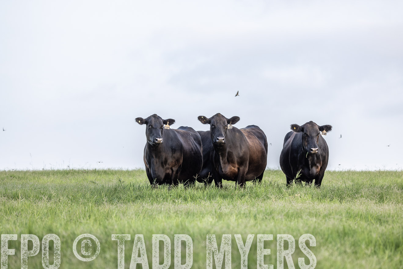 TMyers_44Farms_CameronTX_July2022--523972