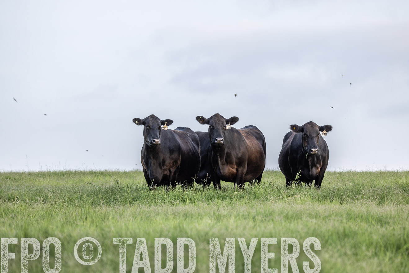 TMyers_44Farms_CameronTX_July2022--523974
