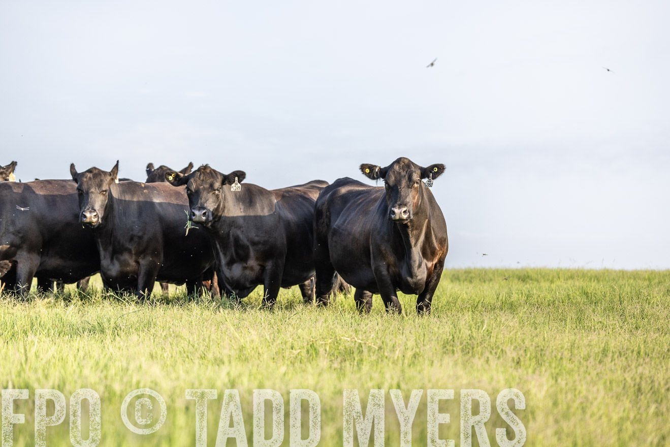 TMyers_44Farms_CameronTX_July2022--524078