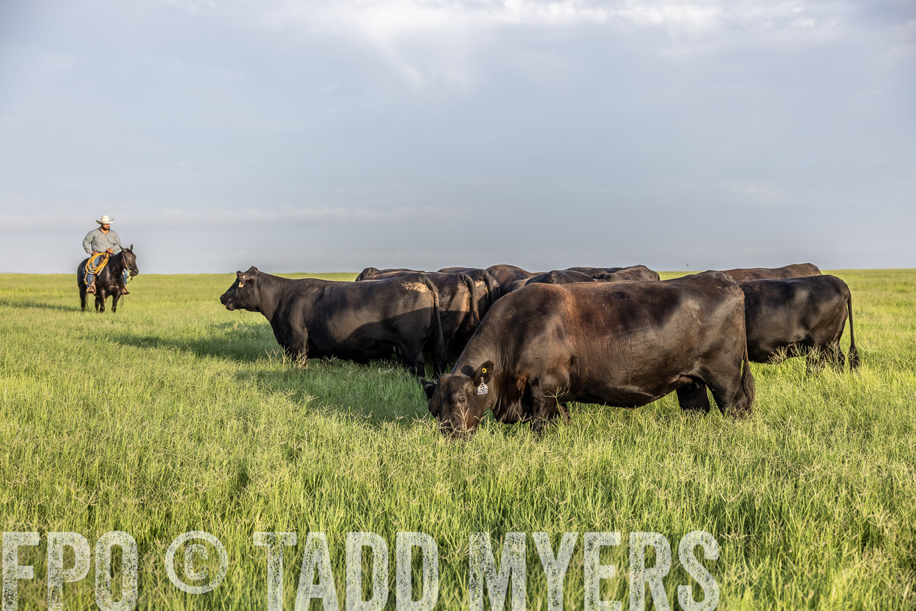 TMyers_44Farms_CameronTX_July2022--524115