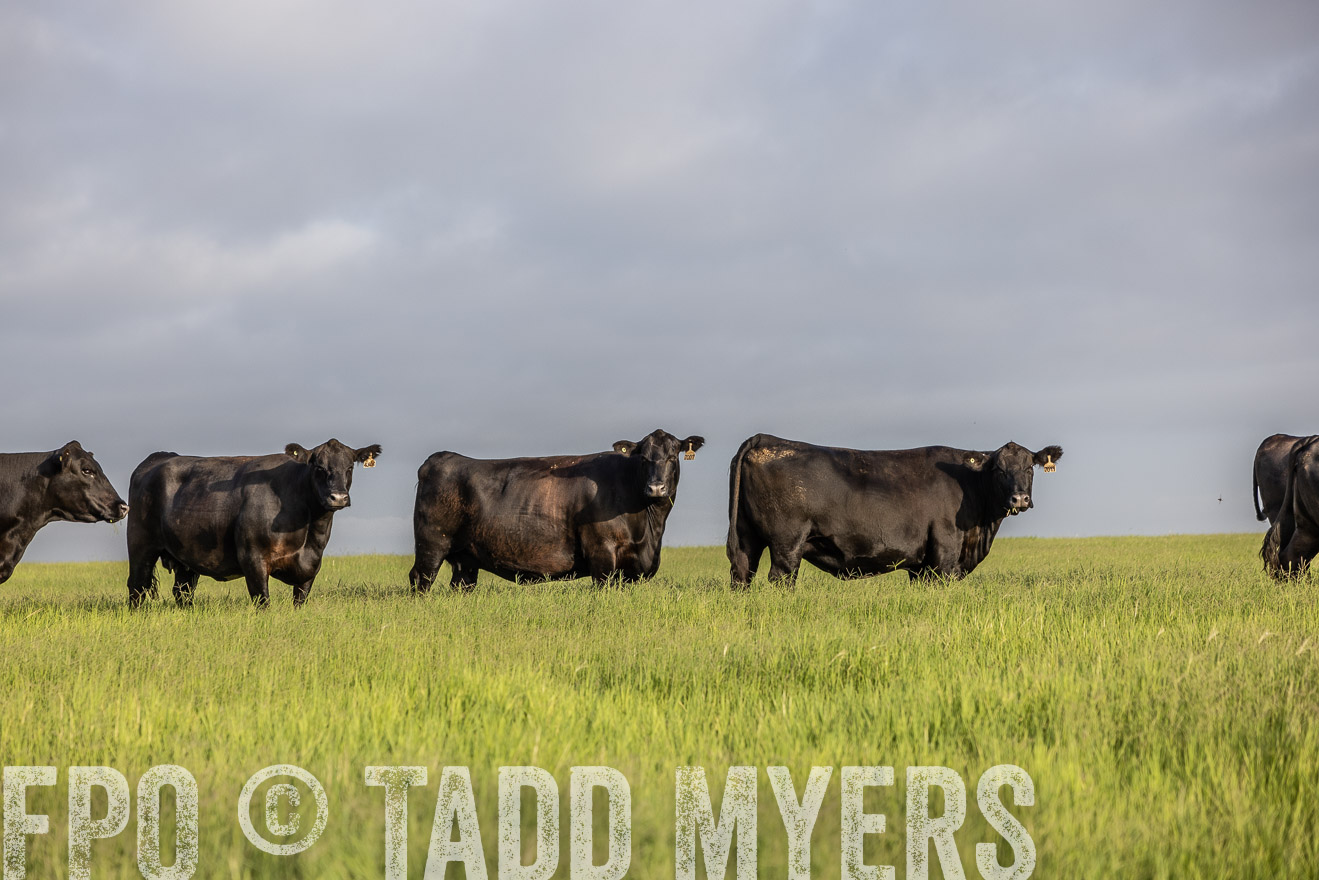 TMyers_44Farms_CameronTX_July2022--524196