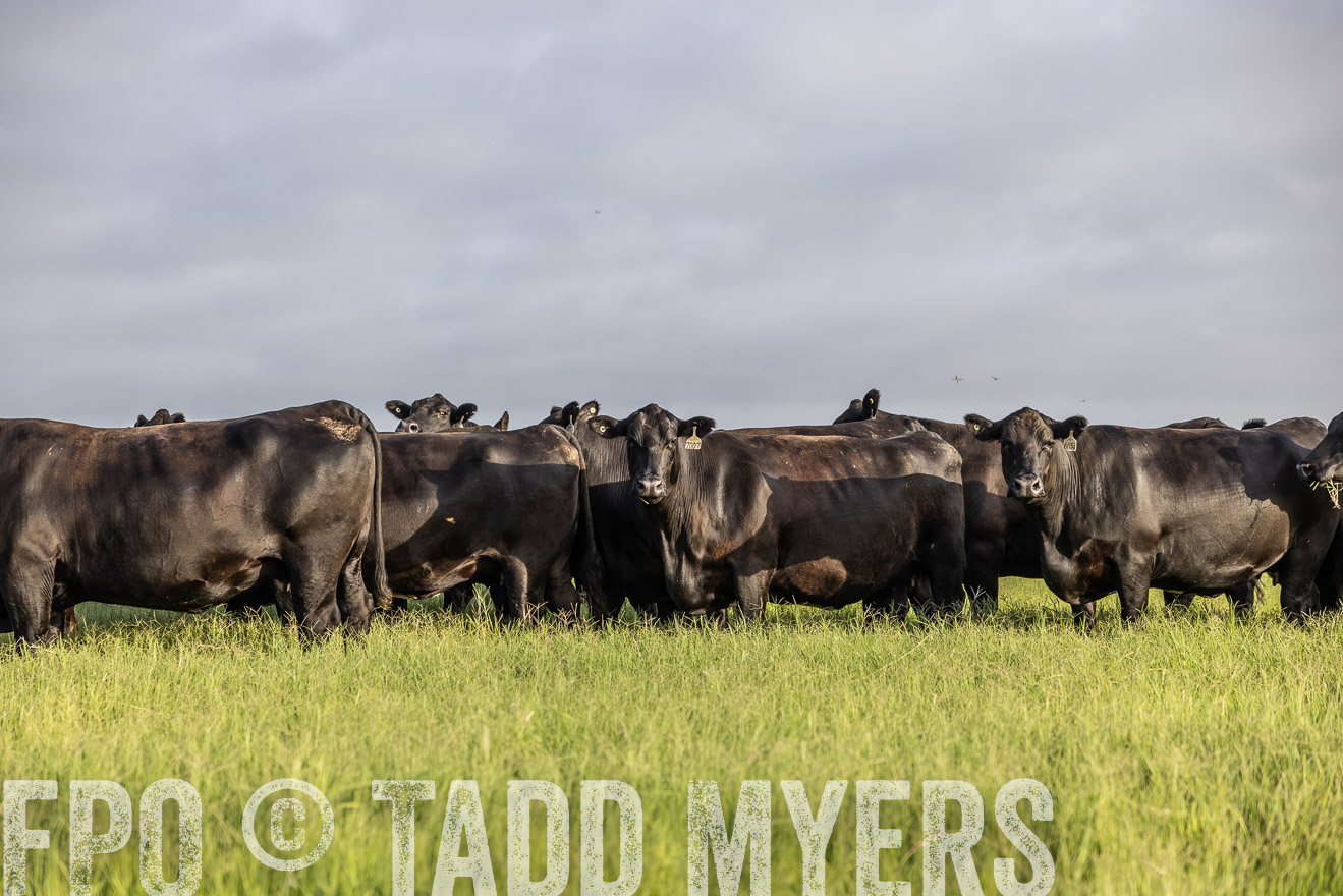 TMyers_44Farms_CameronTX_July2022--524250