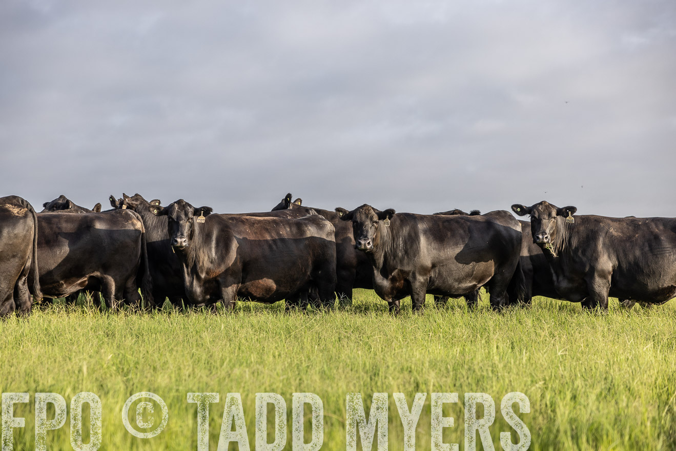TMyers_44Farms_CameronTX_July2022--524255