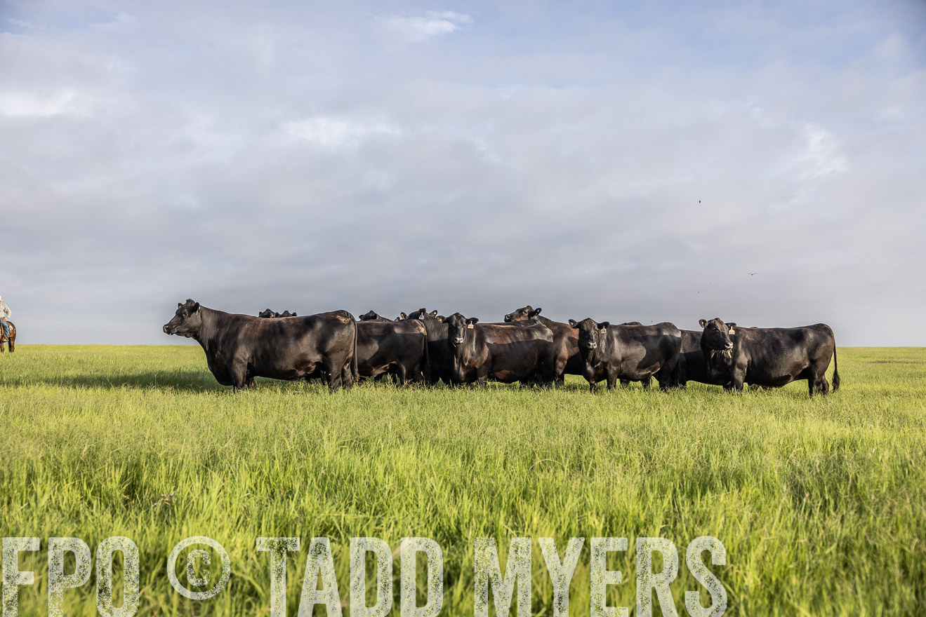 TMyers_44Farms_CameronTX_July2022--524265