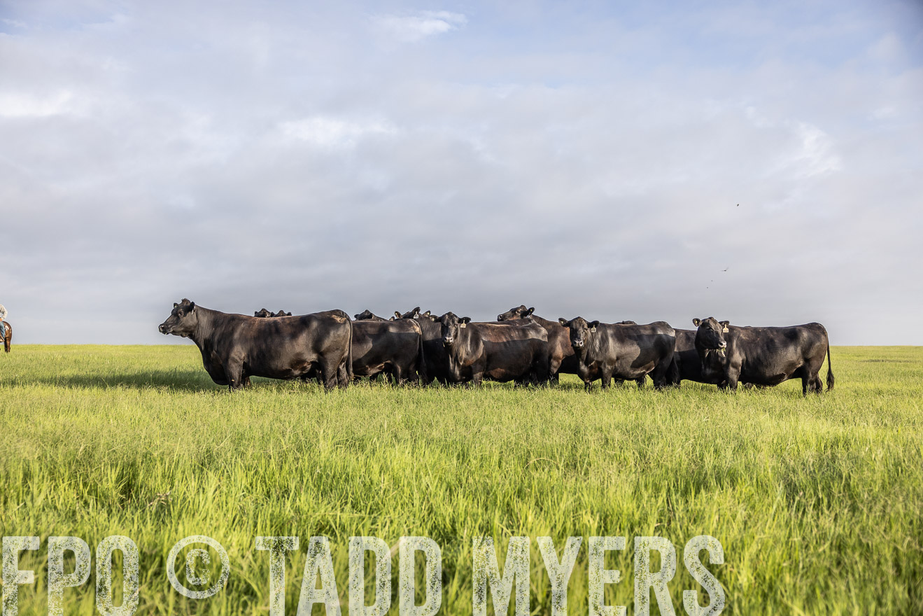 TMyers_44Farms_CameronTX_July2022--524266