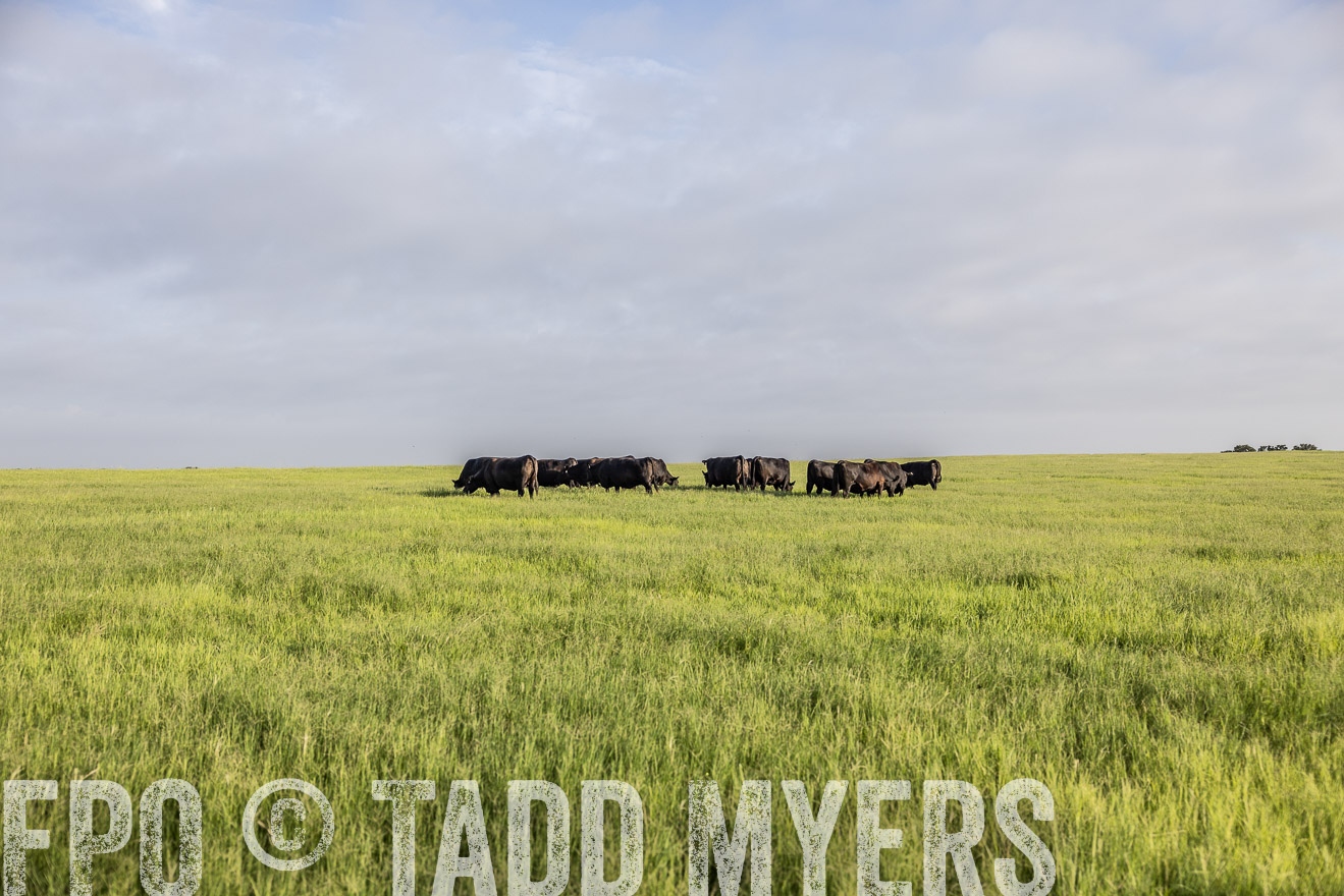 TMyers_44Farms_CameronTX_July2022--524332