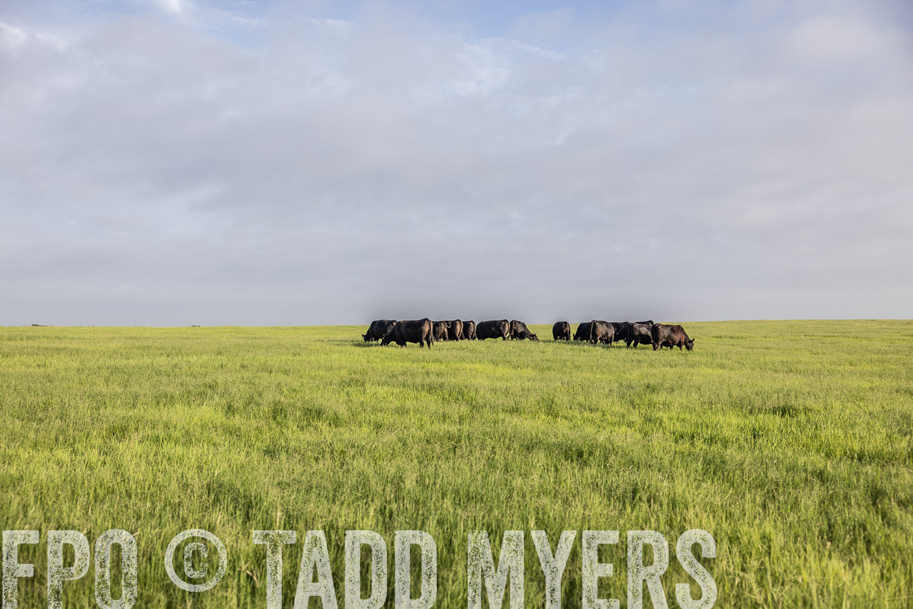 TMyers_44Farms_CameronTX_July2022--524335