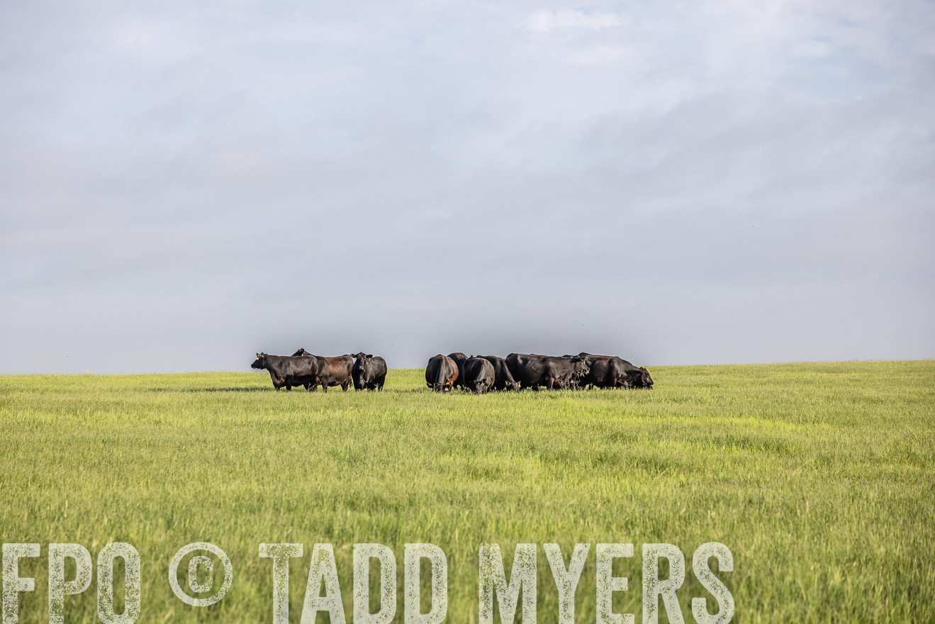 TMyers_44Farms_CameronTX_July2022--524377