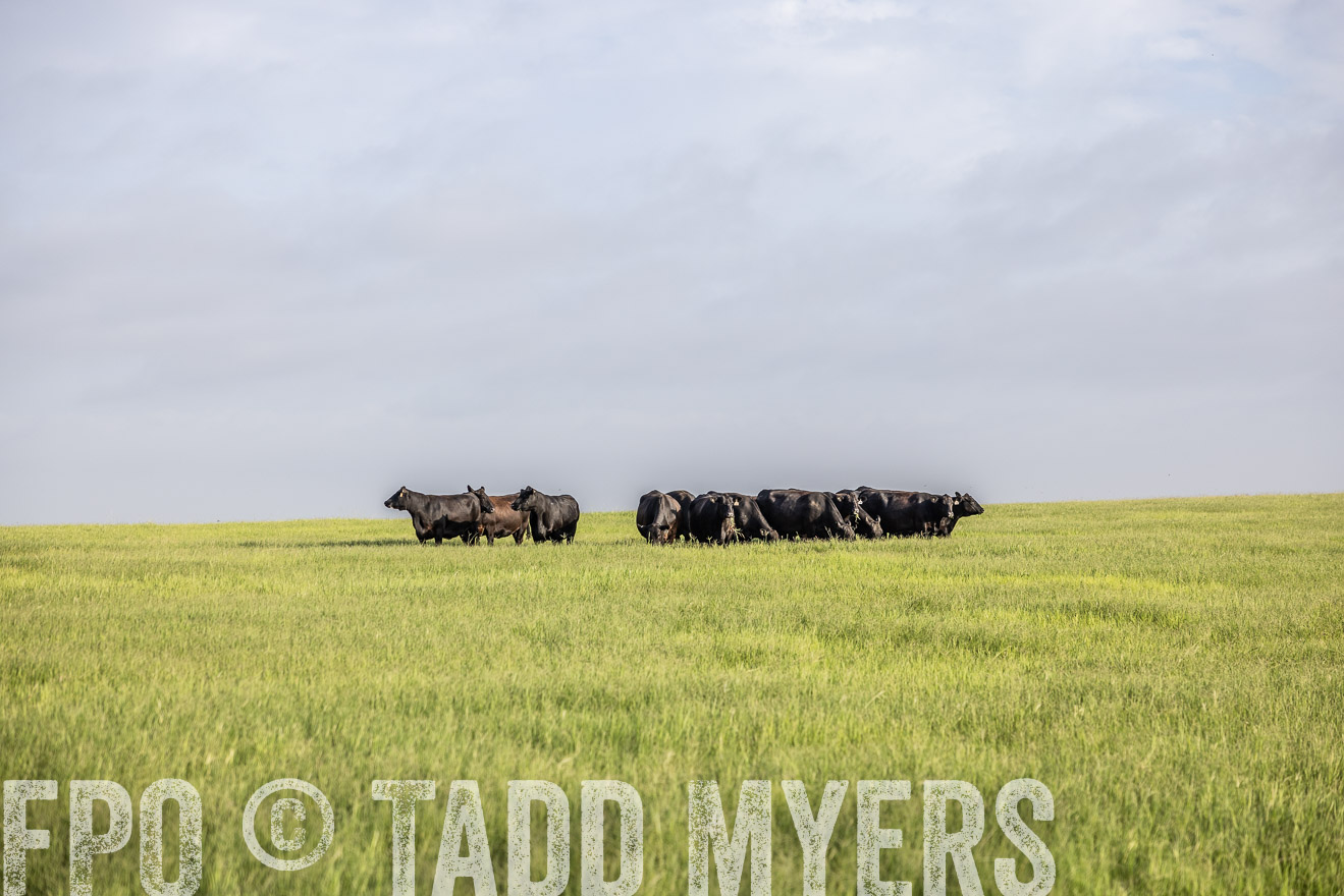 TMyers_44Farms_CameronTX_July2022--524380