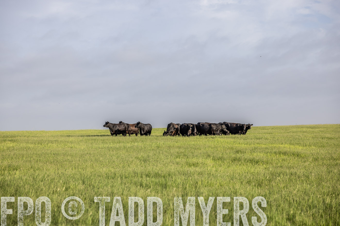 TMyers_44Farms_CameronTX_July2022--524383