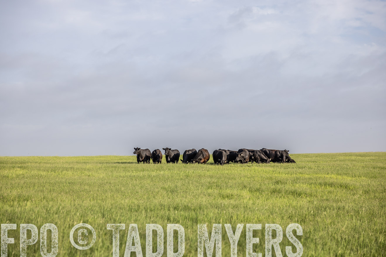 TMyers_44Farms_CameronTX_July2022--524395