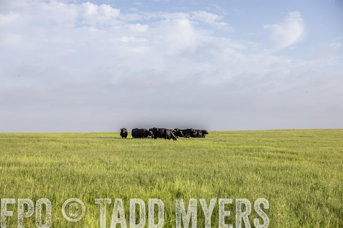 TMyers_44Farms_CameronTX_July2022--524403