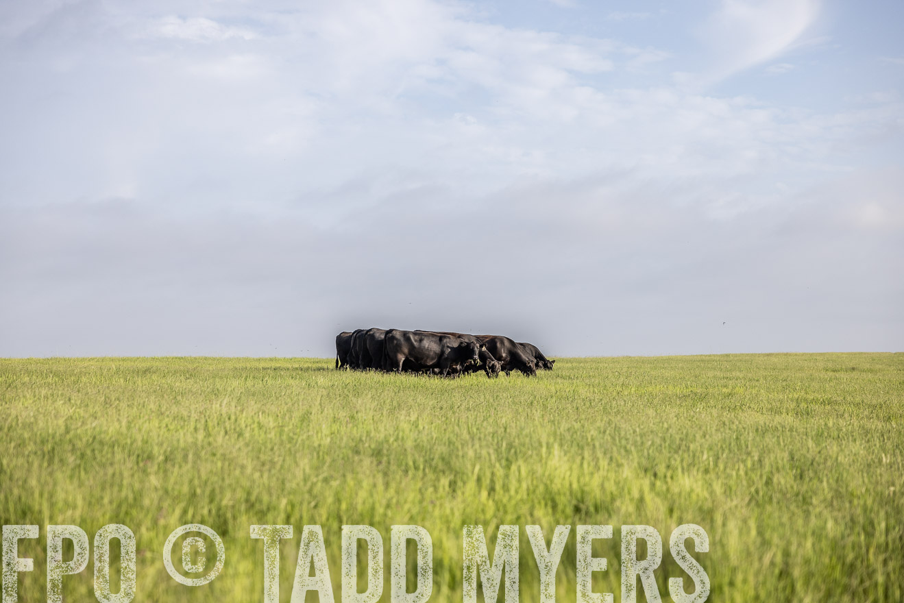 TMyers_44Farms_CameronTX_July2022--524415