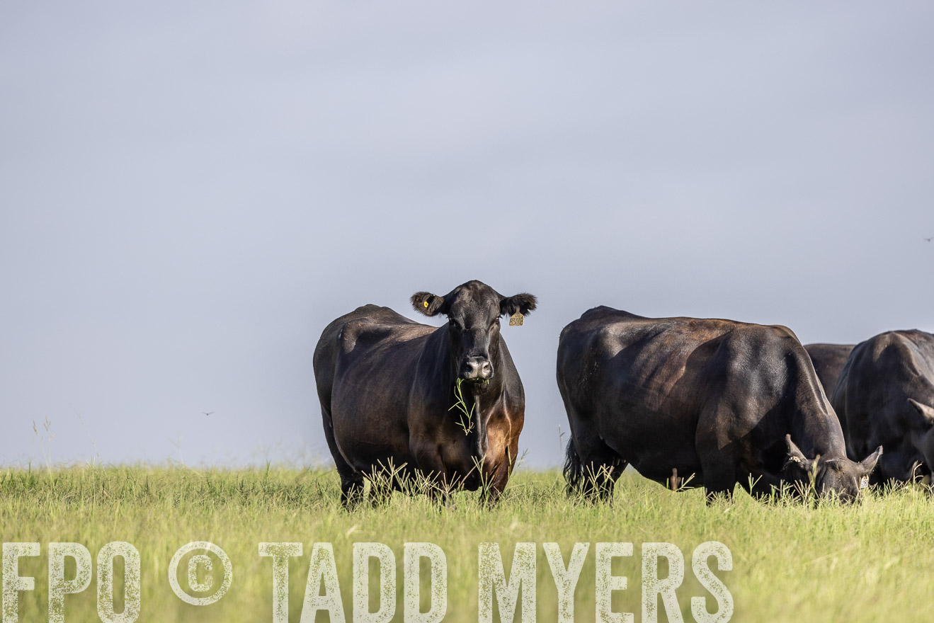 TMyers_44Farms_CameronTX_July2022--524465