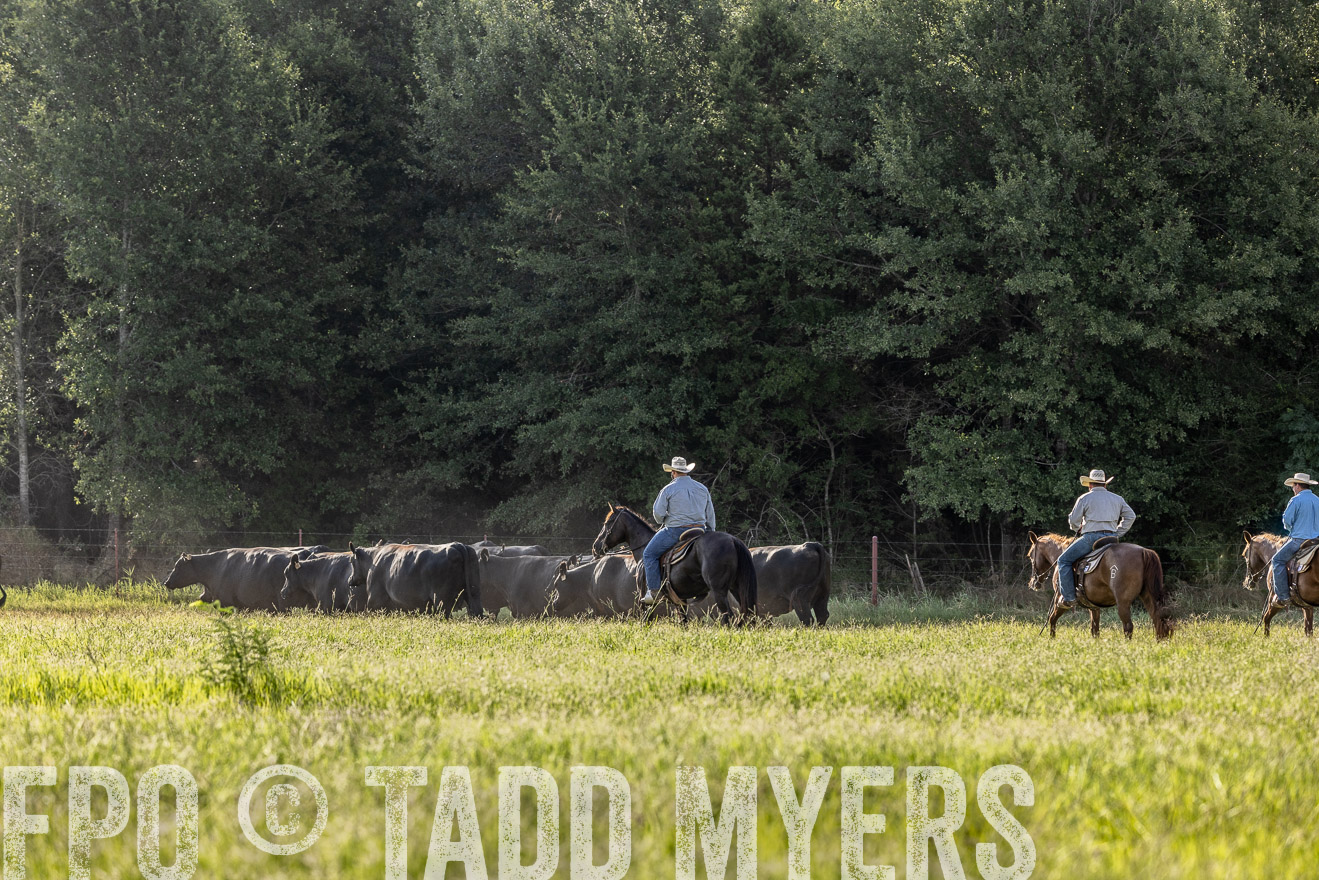 TMyers_44Farms_CameronTX_July2022--524570