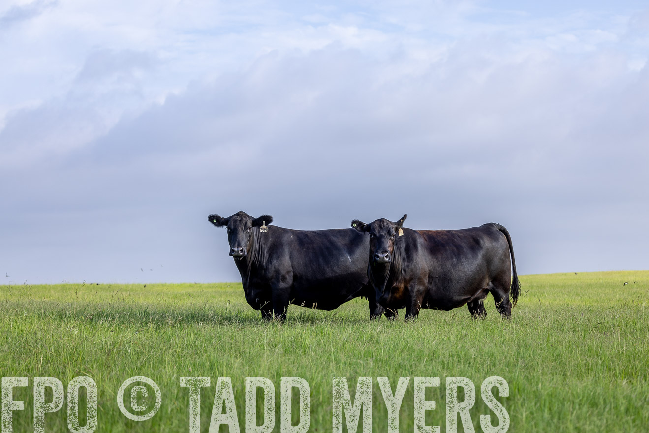 TMyers_44Farms_CameronTX_July2022--524715