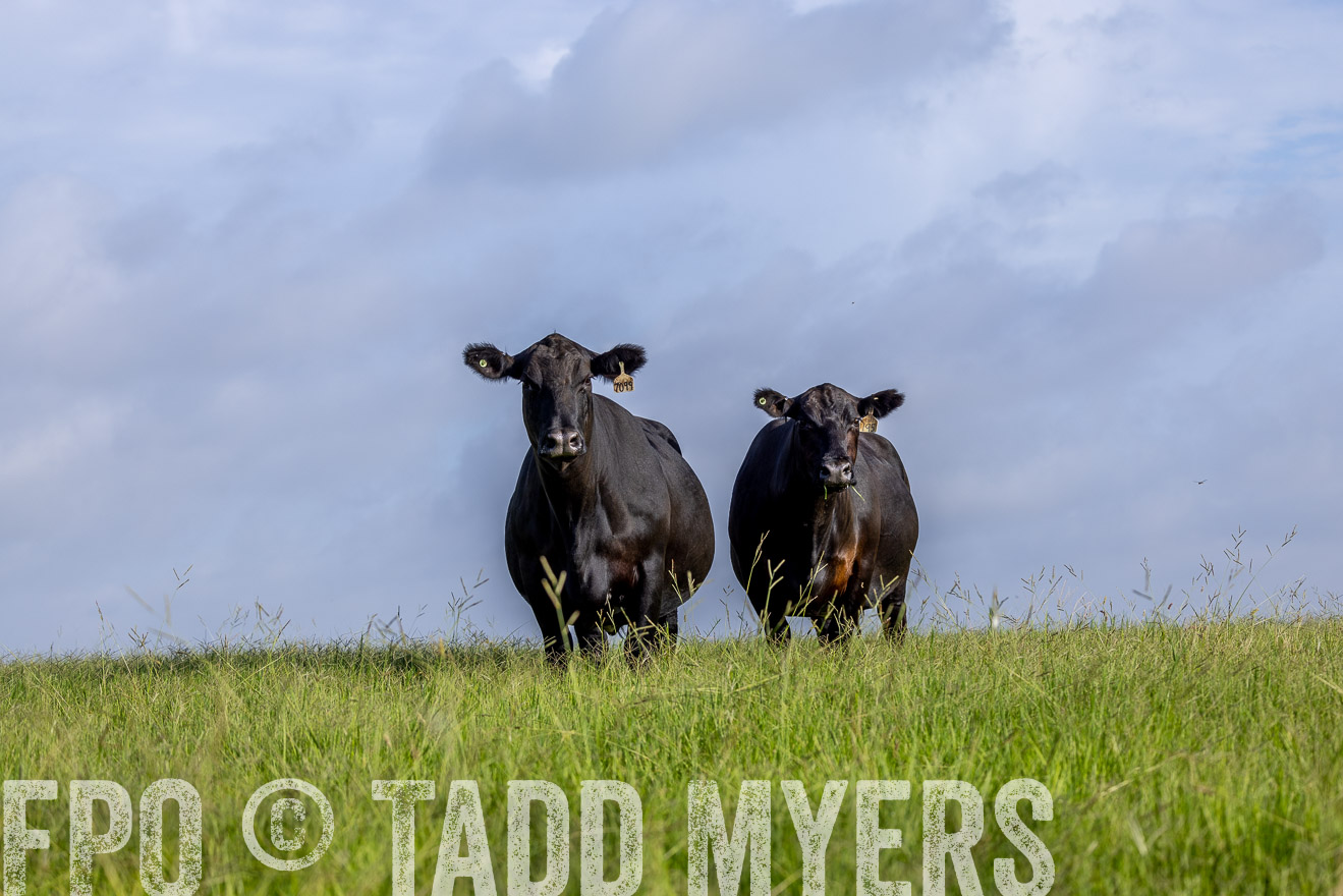 TMyers_44Farms_CameronTX_July2022--524859