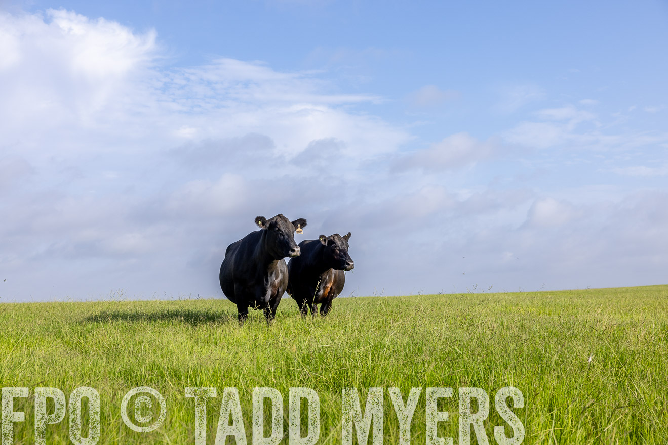 TMyers_44Farms_CameronTX_July2022--524873