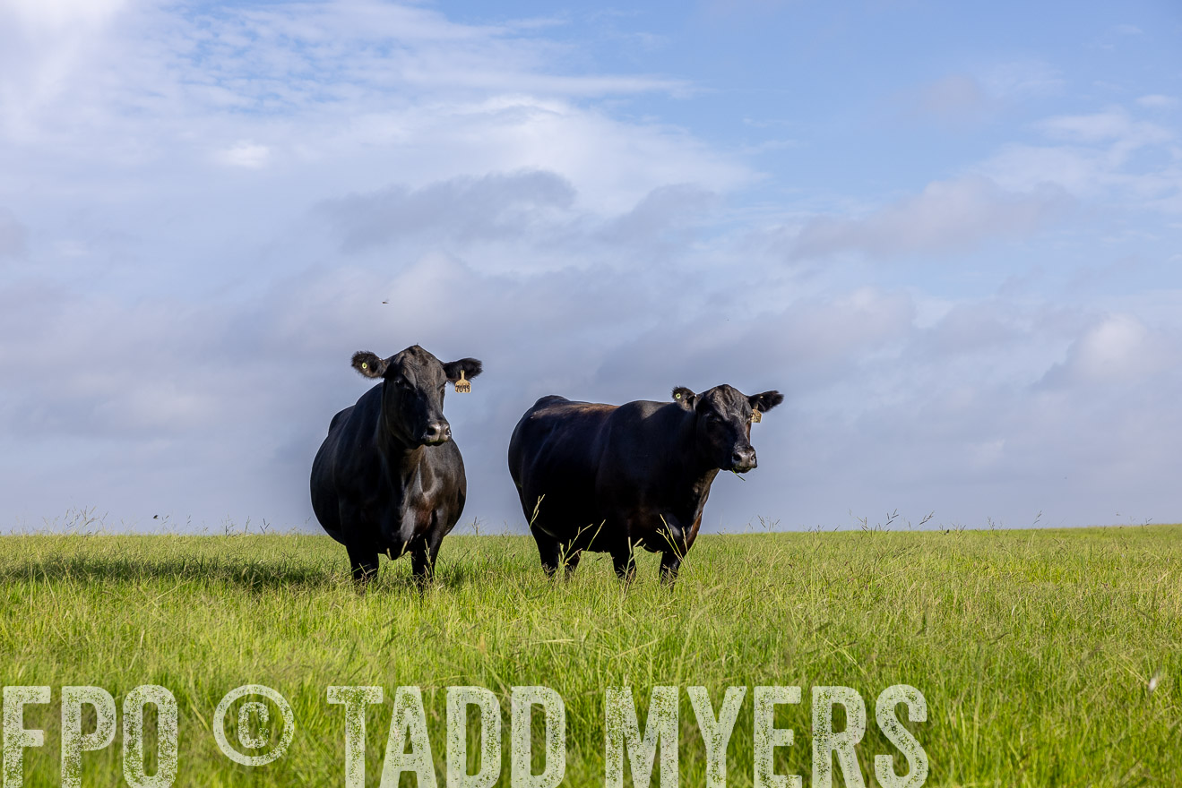 TMyers_44Farms_CameronTX_July2022--524880