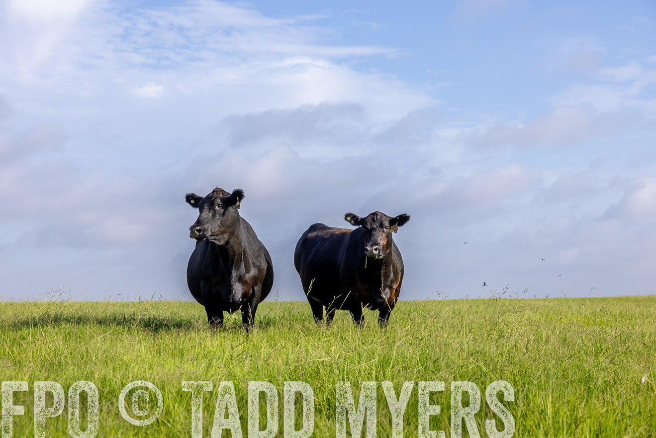 TMyers_44Farms_CameronTX_July2022--524887