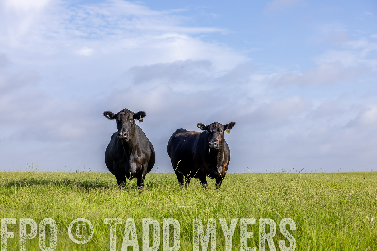 TMyers_44Farms_CameronTX_July2022--524889